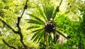 Borneo tropical rainforest BirdÃ¢â¬â¢s nest ferns & trees